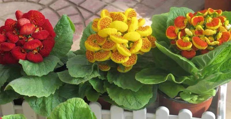 1月养荷包花，做好这几件事，枝头挂满“小荷包”，喜庆又招财