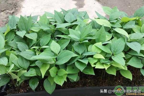 平安树怎么修剪？有何技巧？