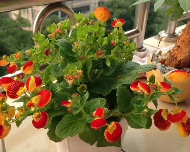 家里养盆“钱袋子”花，新的一年祈祷好运，招财进宝好兆头
