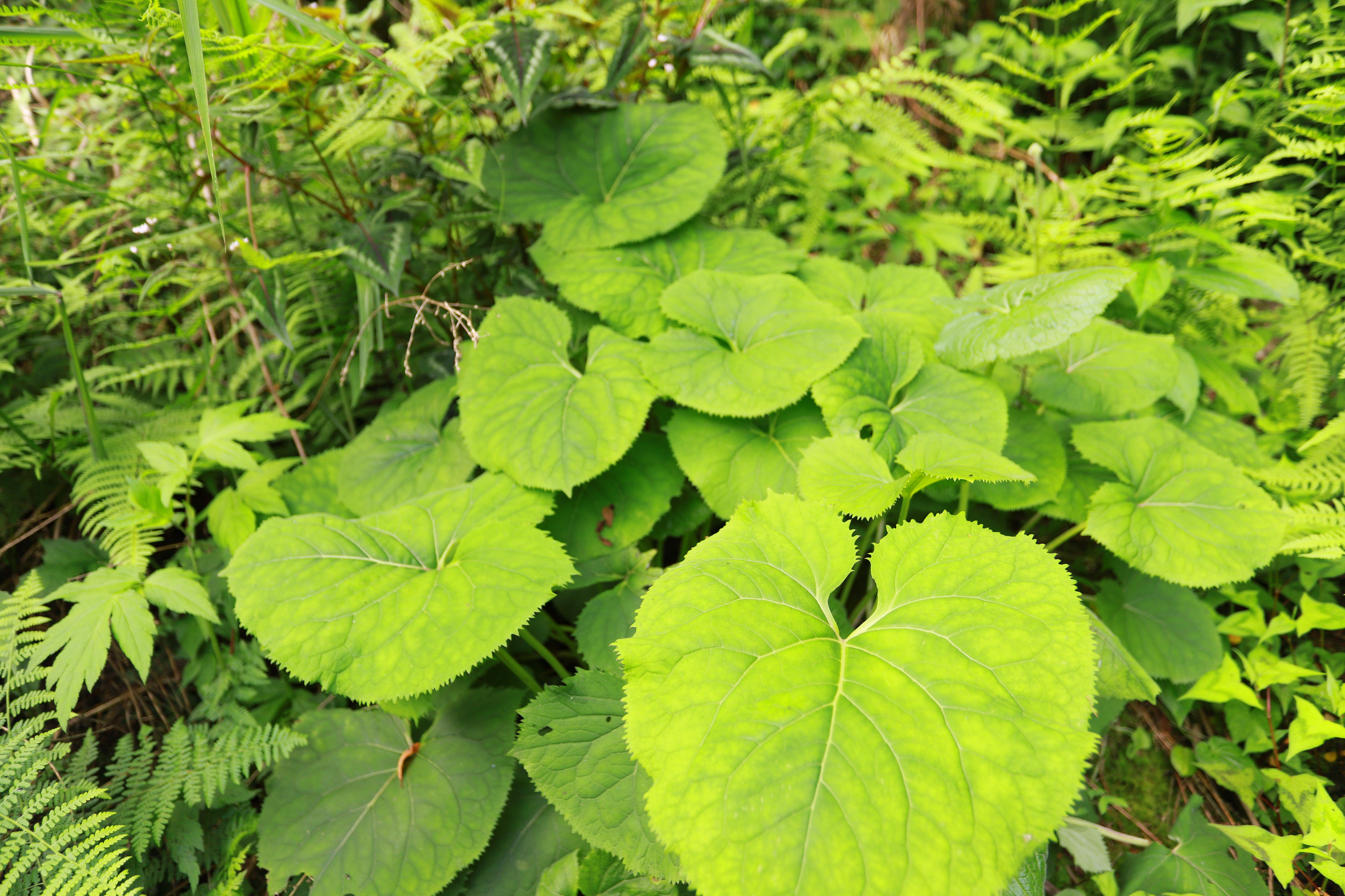 大山溪水两旁长满的蜂斗菜价值高