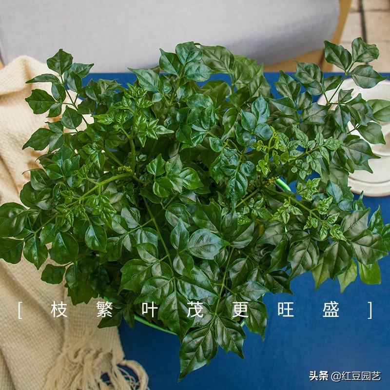 幸福树真难养，掉一地叶子，差点掉秃噜瓢，一罐啤酒解决掉叶