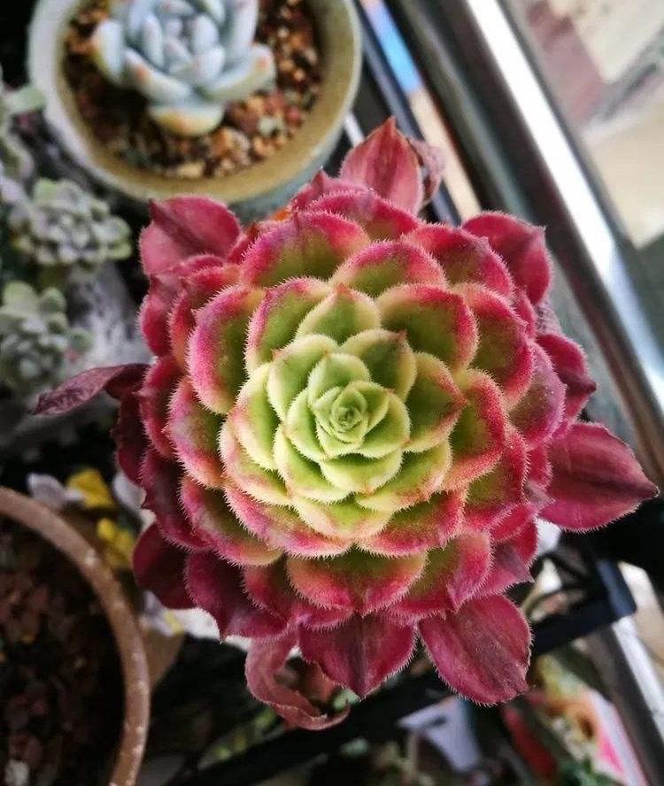 多肉植物如何晒太阳？颜色绚丽多彩