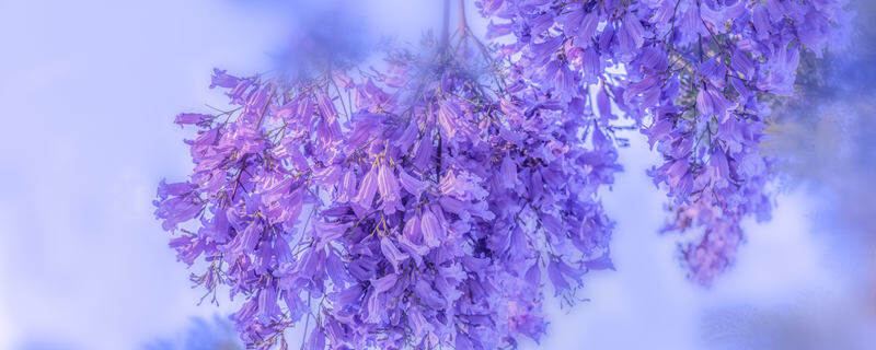 夕雾花的花语和寓意