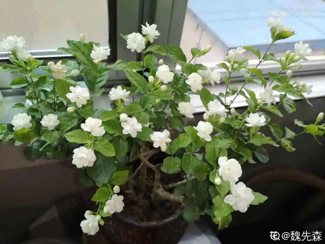 超耐晒的茉莉花，30℃高温照样开，满屋子都是香气