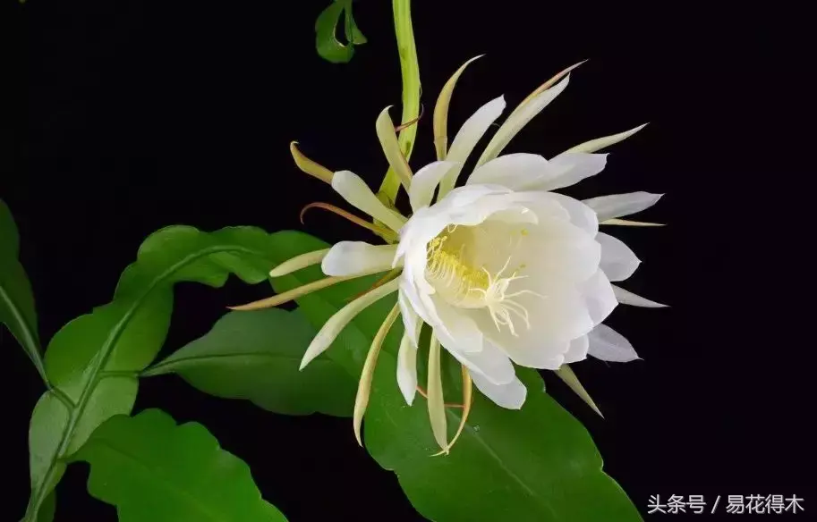 昙花一年可以开6次花，靠不靠谱？