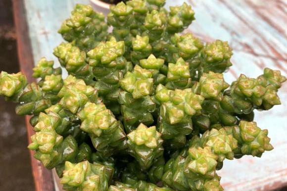 多肉植物养好很难吗？掌握这4个特点，多肉变美很简单