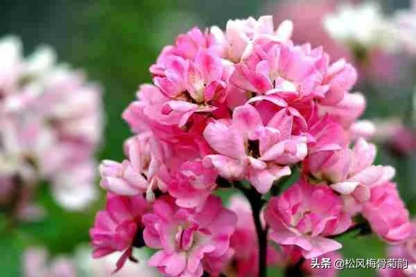 世界上排名第一美的花，荼蘼花的前世今生