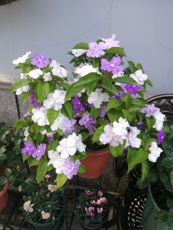 1种“茉莉花”，一盆能开两种色，香气扑鼻