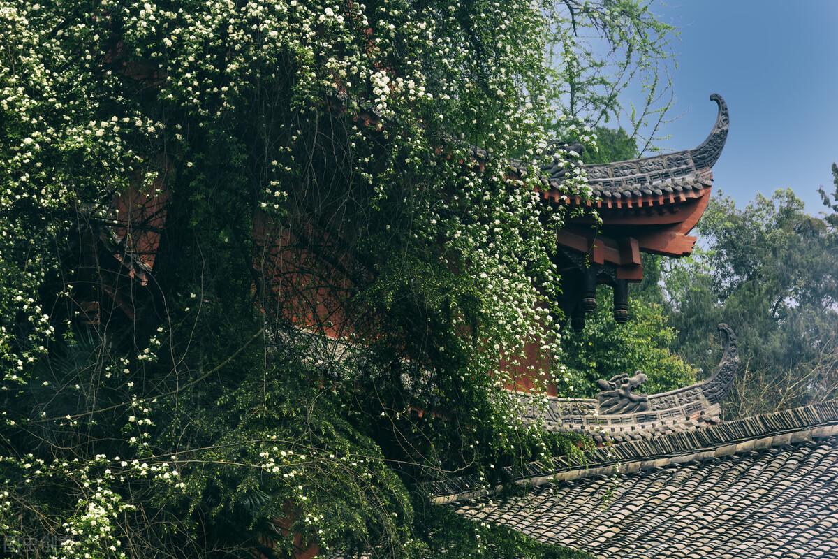 为何古人说：有院不栽荼蘼花？