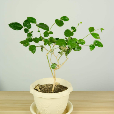 家里养茉莉花，什么时候换盆和修剪