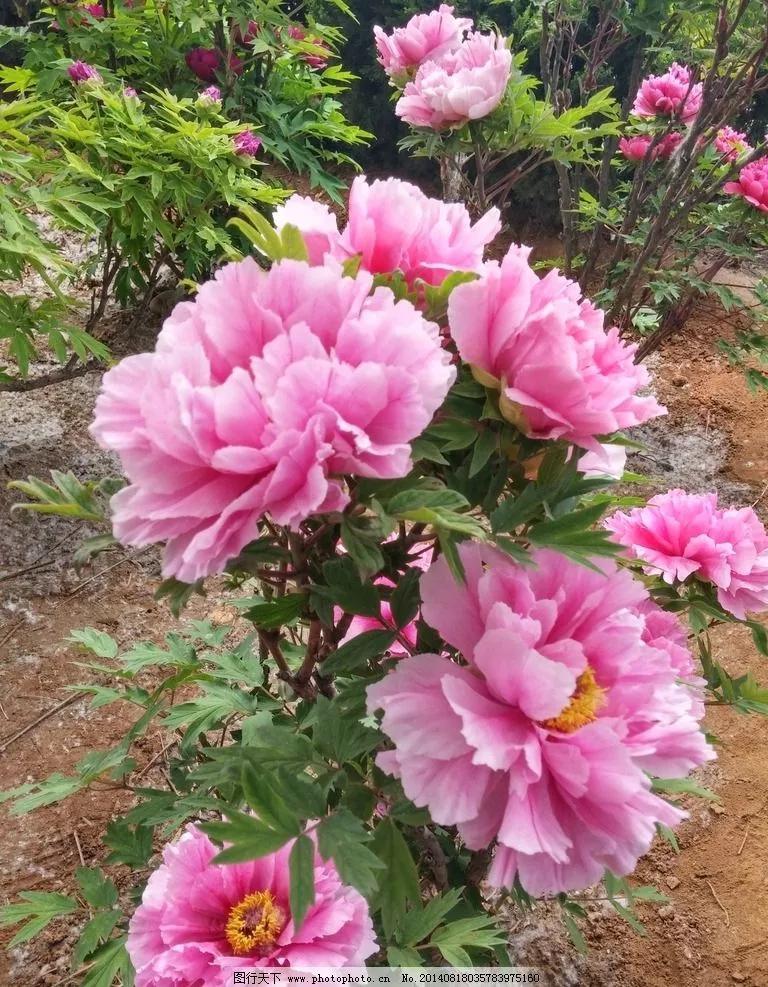 牡丹花寓意、花语