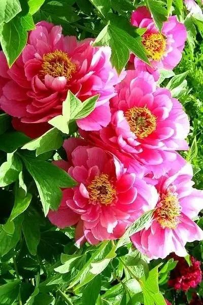 牡丹花寓意、花语