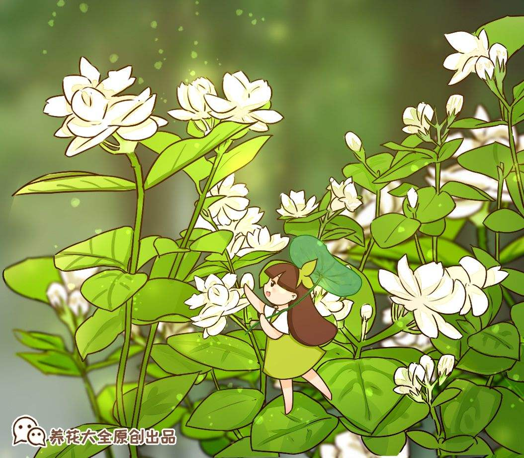 茉莉花品种繁多，每一个都香气浓郁