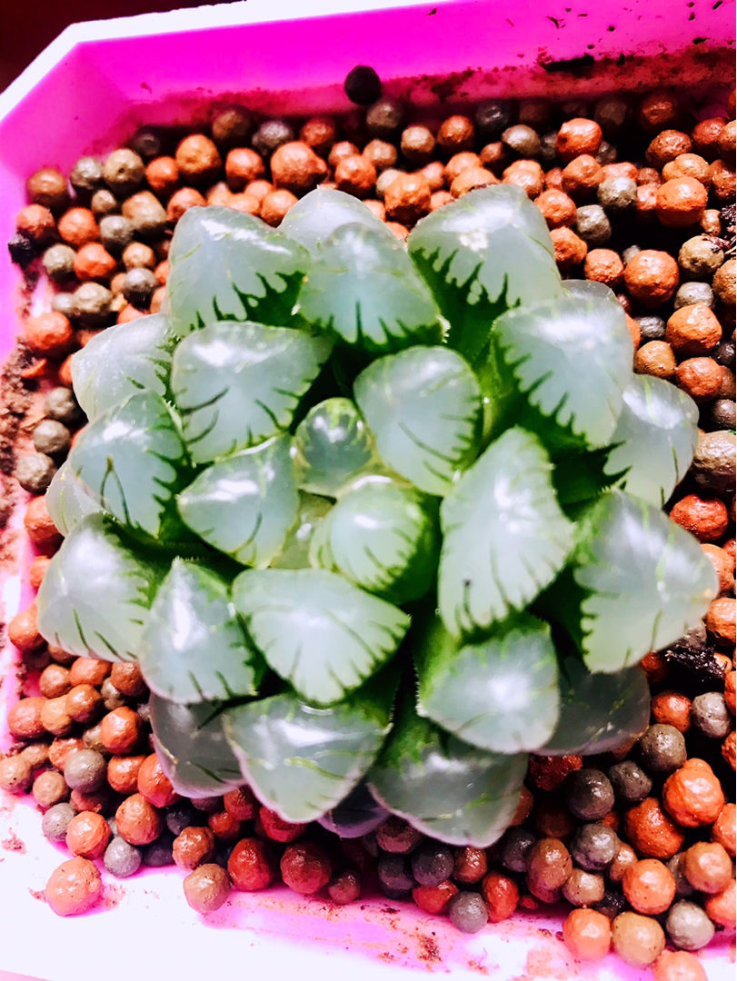 想要玉露“开窗”，多通风，别暴晒，养出晶莹剔透肉