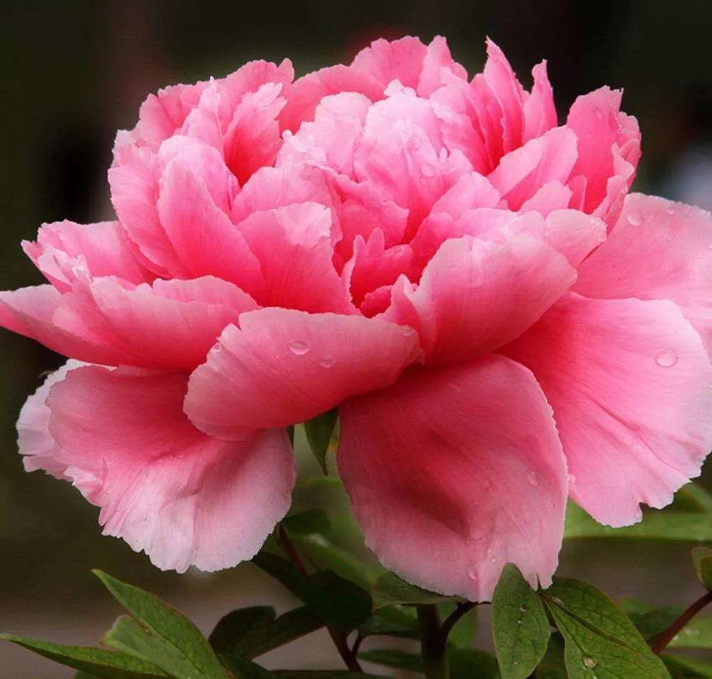 牡丹花寓意、花语