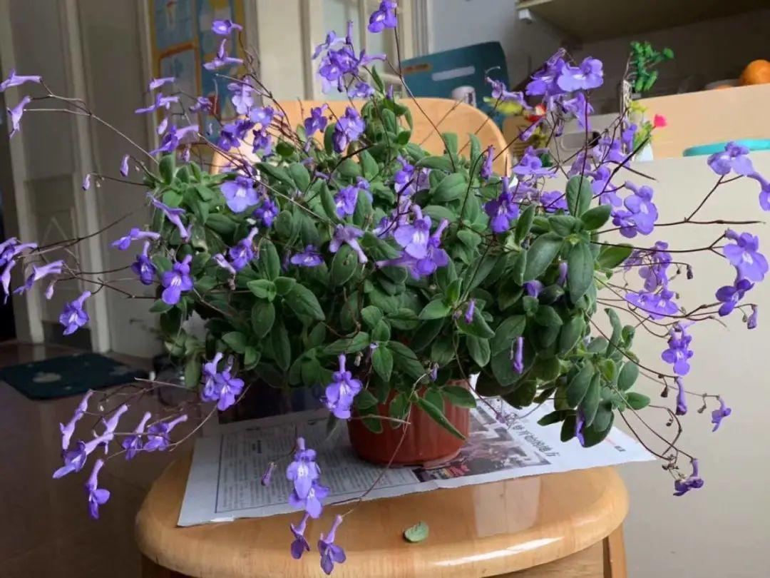 家里光照不足，就养这2种精灵花，耐阴花期长