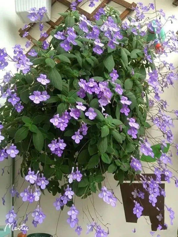 海豚花：四季开花、无需日照的，颜值出众