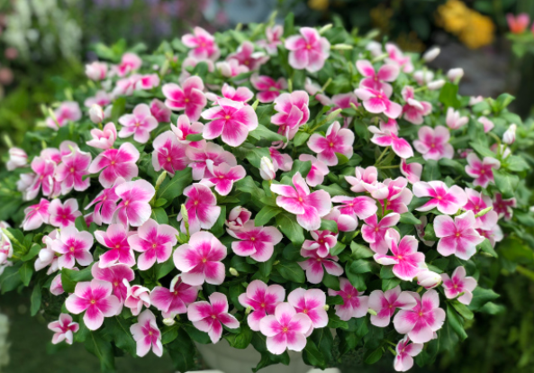 长春花花期300多天，掌握“小技巧”