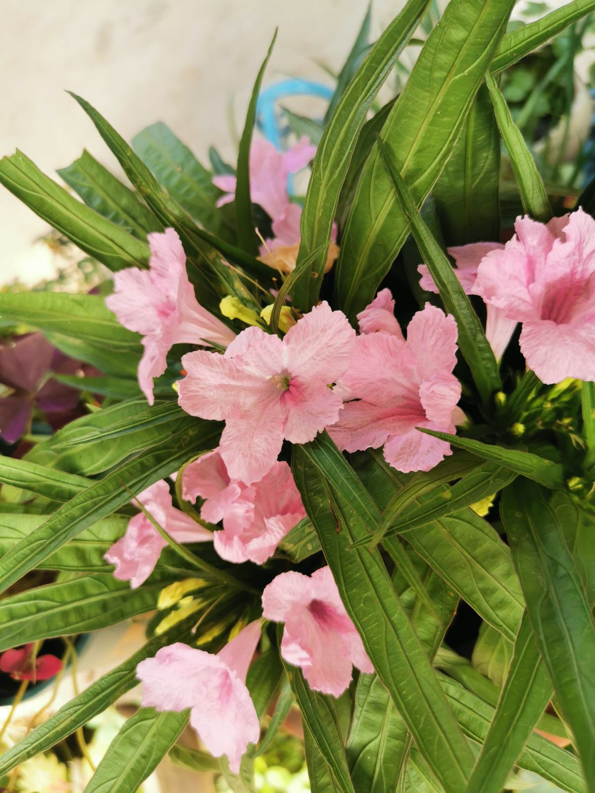 5种花，屋子里只需养一种，一年能开花9个月