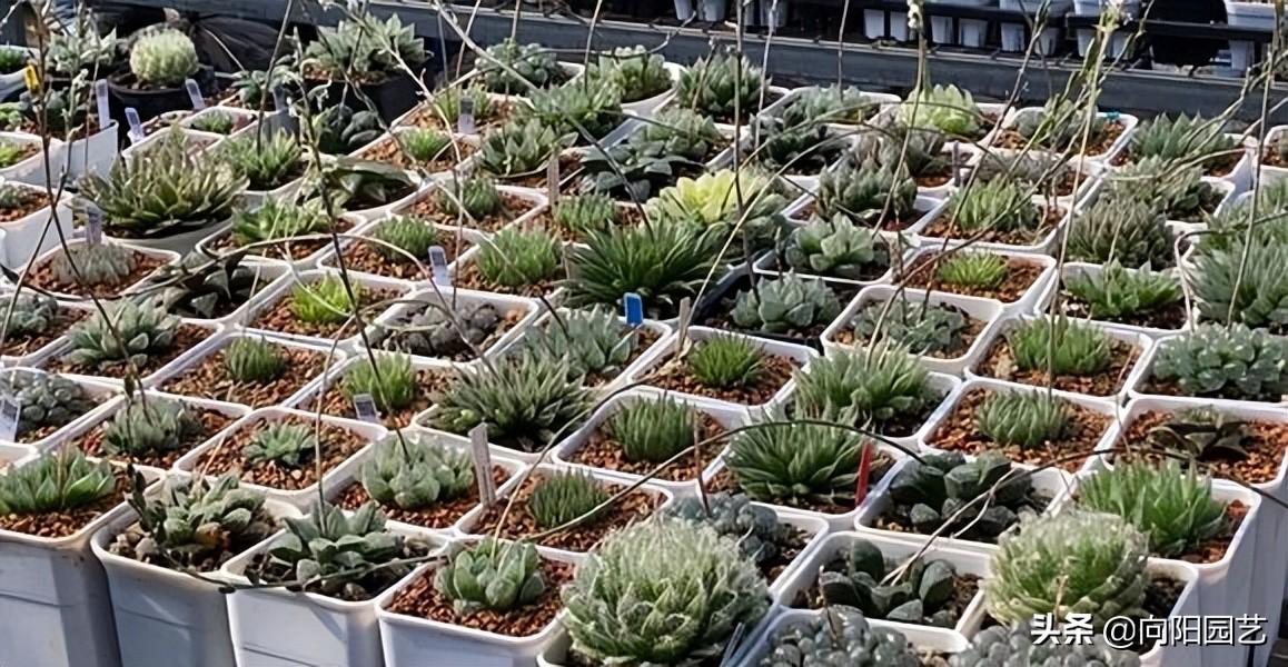6年的玉露养护经验，选对花土，成活率达到95%