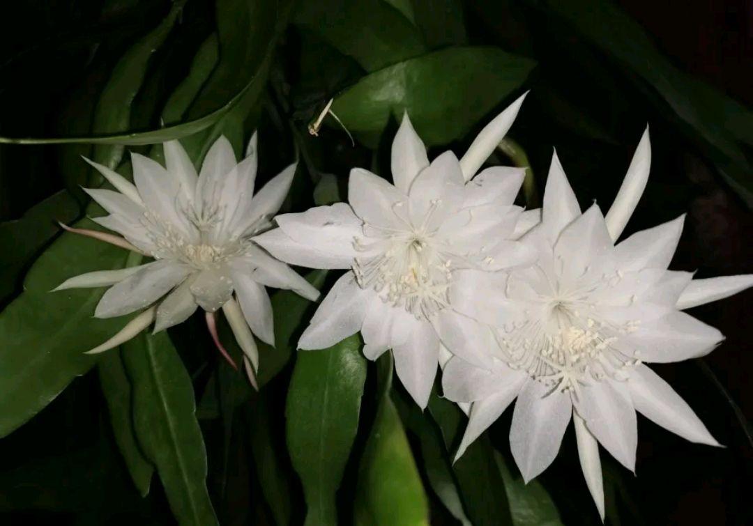 昙花一年可以开几次花期？昙花只在晚上开花的依据是什么？