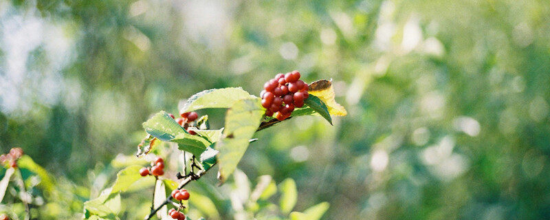 冬青的花语和寓意