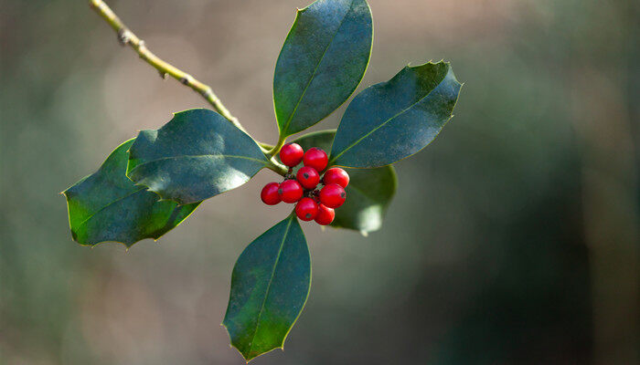 冬青的花语和寓意