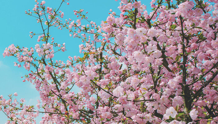 桃花的花语和含义