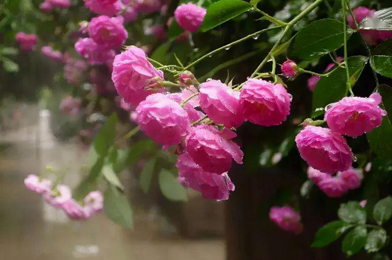 秦观最著名的十首诗词