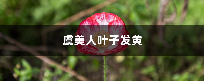 虞美人