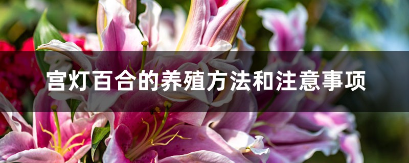 宫灯百合
