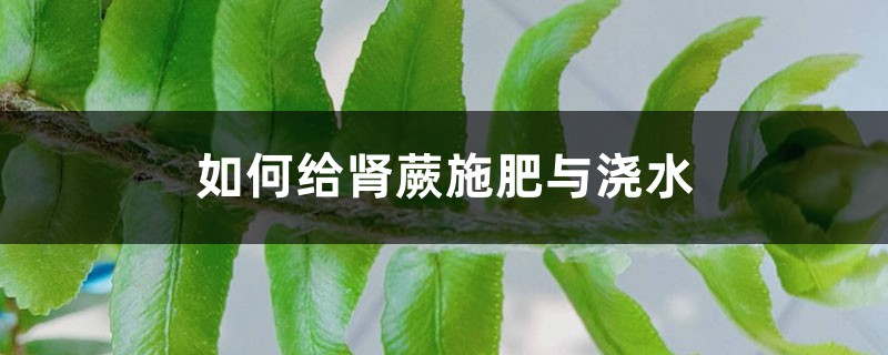 肾蕨