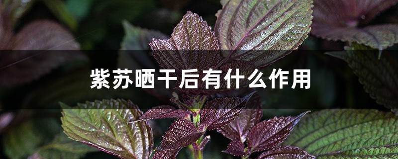 紫苏