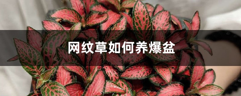 网纹草