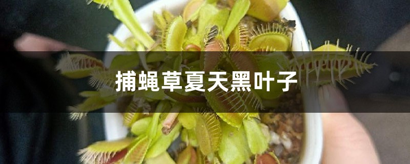 捕蝇草