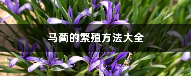 马蔺