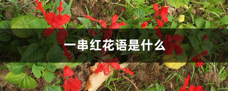 一串红
