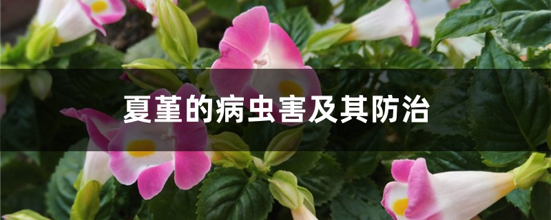 夏堇