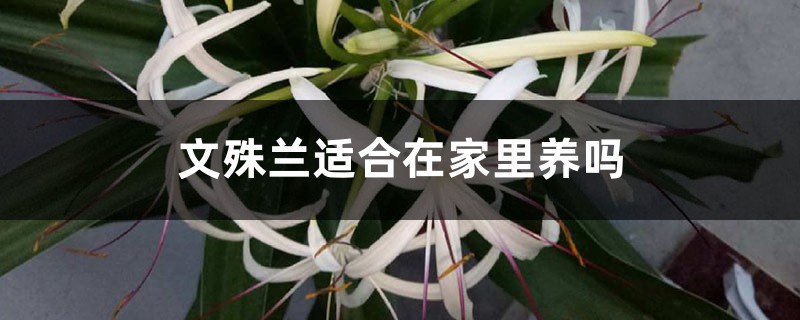 文殊兰