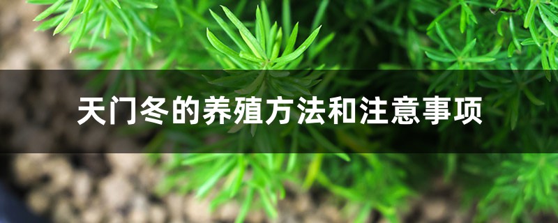 天门冬