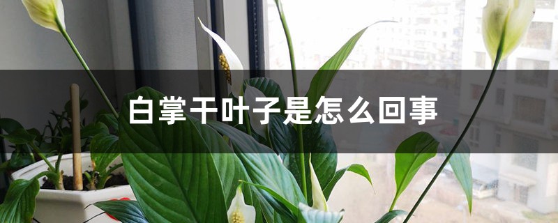 白掌