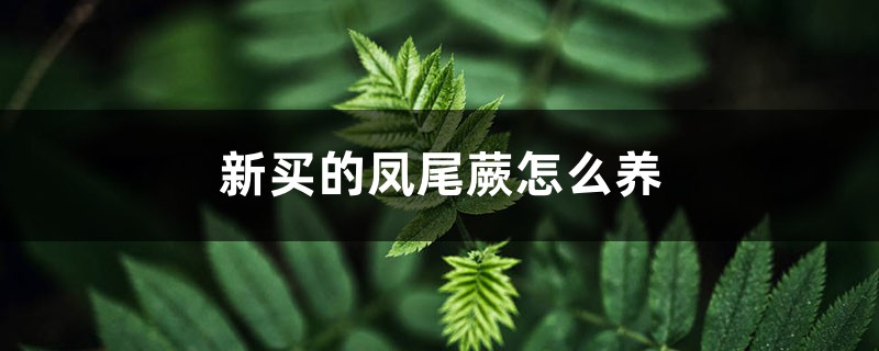 凤尾蕨