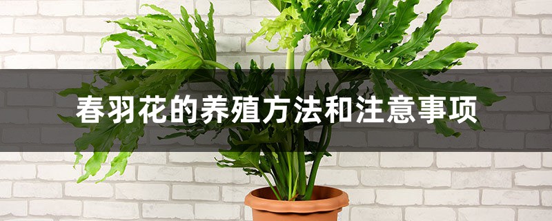 春羽