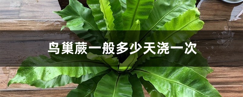 鸟巢蕨