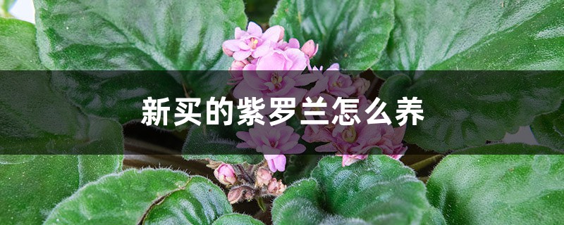 紫罗兰