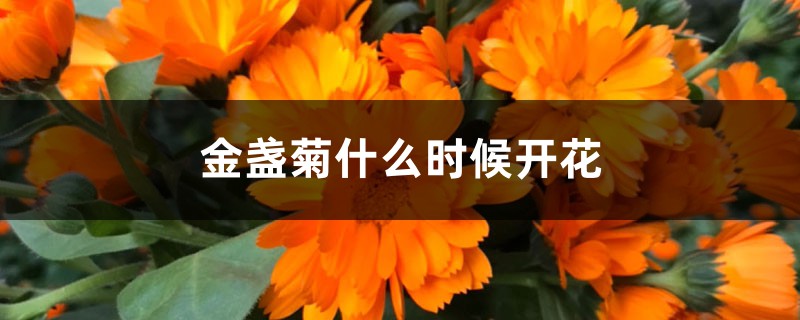 金盏菊