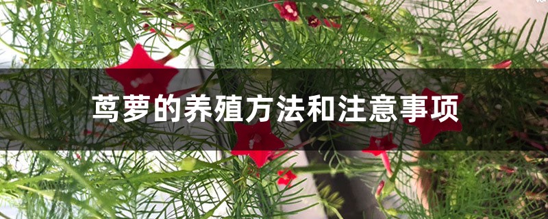 茑萝