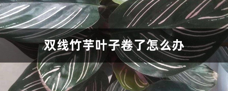 双线竹芋