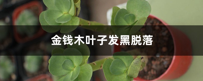 金钱木