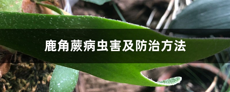 鹿角蕨